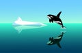 Black young killer whale jumps out of the water, seascape with white iceberg